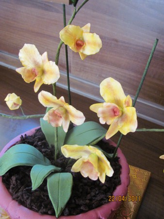 orchidej v květináči 3